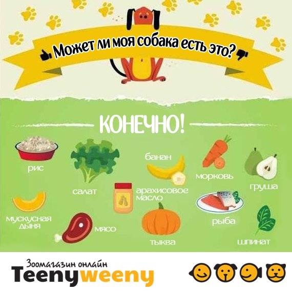 Полезные продукты для собак