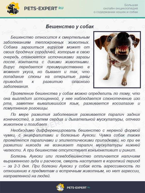 Агрессия у собак: коррекция поведения