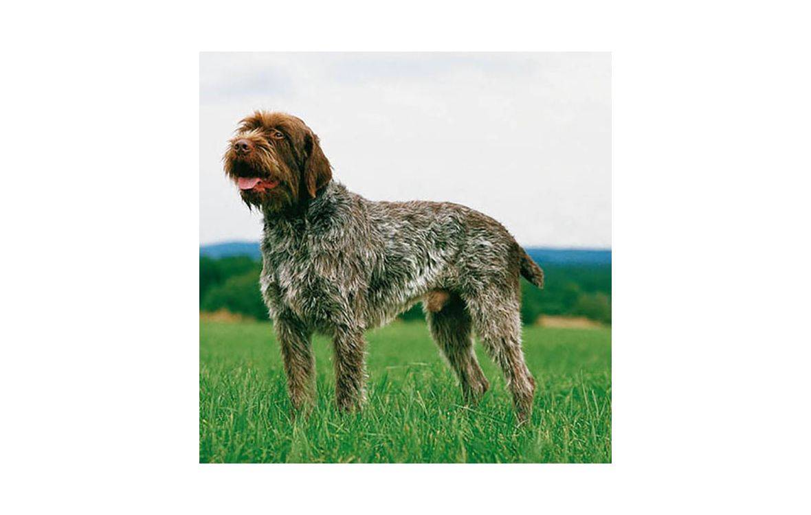 Собака брюссельский гриффон, плюсы и минусы, описание породы и отзывы владельцев
