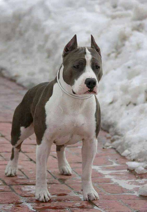 Серый питбуль: как выглядит собака на фото и бывает ли американский питбультерьер с голубыми глазами