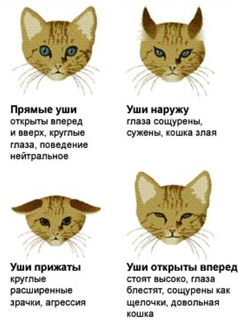 Характер кошек (19 фото): особенности поведения котов. породы кошек, имеющих повадки собаки