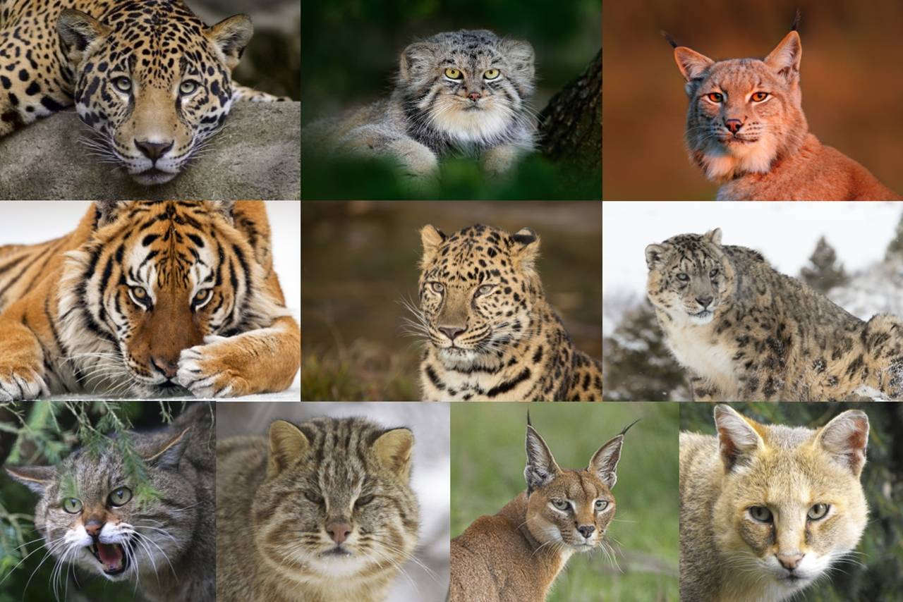 Дикий лесной кот: описание с фото, образ жизни и среда обитания животного