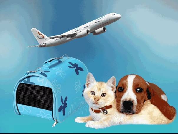 Правила перевозки животных в самолете по россии
