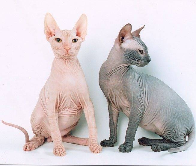 Донской сфинкс: фото кошек, цена, описание породы, стандарт и характер