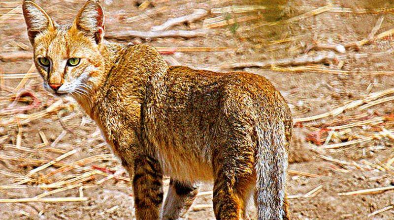 Дикий камышовый кот (болотная рысь): фото, цена, описание породы