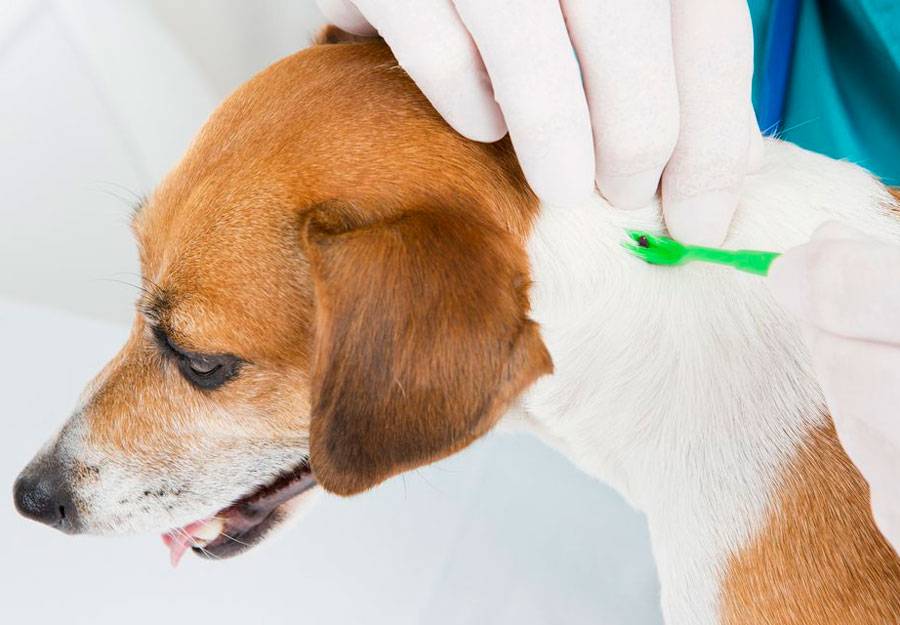 Пироплазмоз у собак: симптомы, лечение, диагностика, последствия, прогноз выживаемости