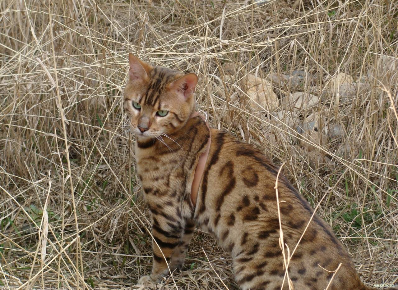 Уссурийская кошка (уссурийский кот, уссури)
