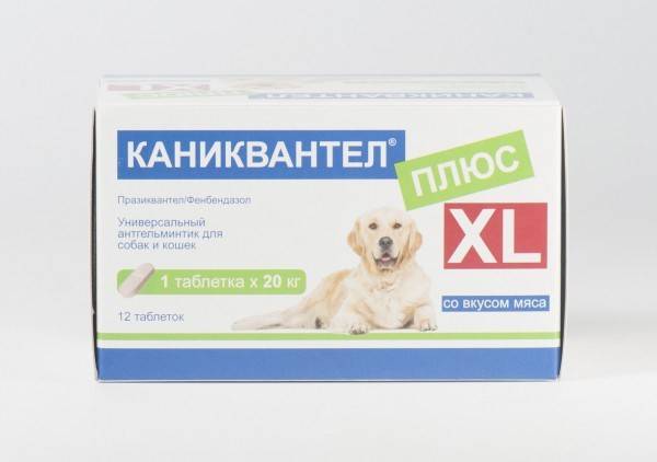 За сколько дней до прививки собаке давать глистогонное?