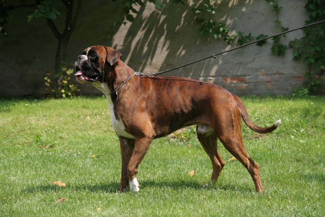Собака боксер — гладкошерстная порода родом из германии: фото, характер, все особенности породы, отзывы, сколько живет, темперамент, дрессировка