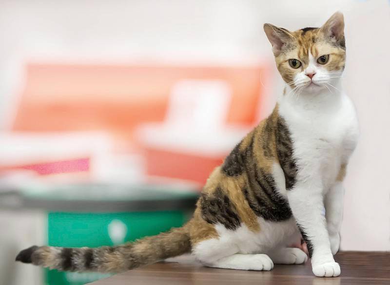 Американская жесткошёрстная кошка (проволочношерстная кошка) кошка: подробное описание, фото, купить, видео, цена, содержание дома