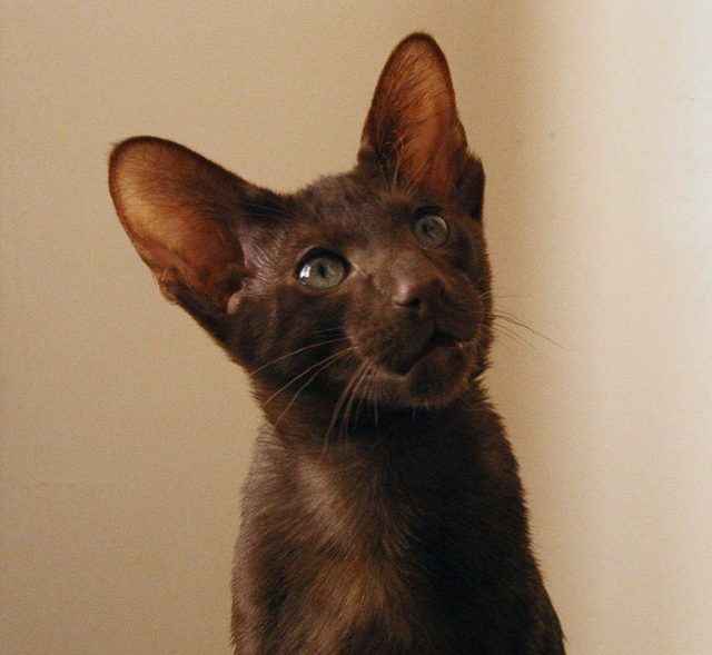 Кошка гавана. описание, особенности, уход и цена кошки гаваны