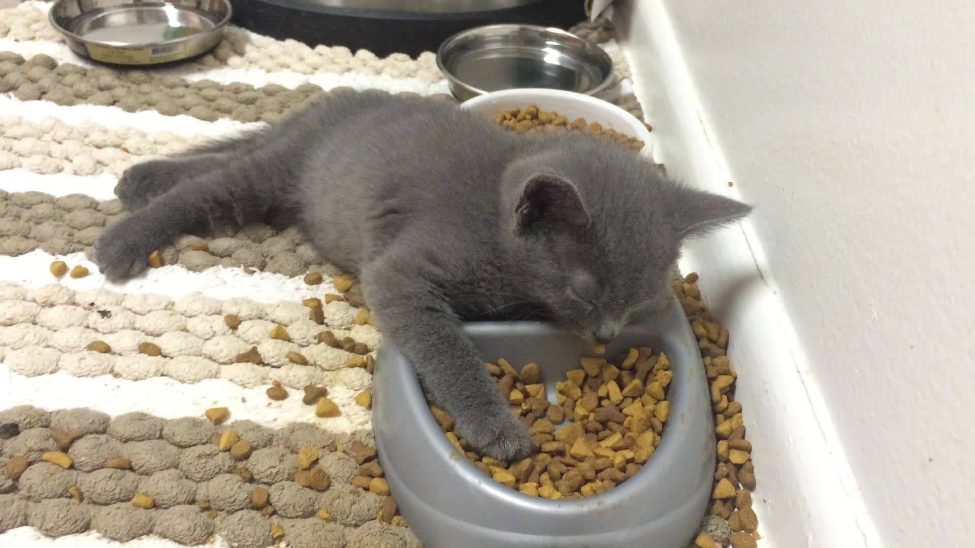 Почему кошки закапывают еду — основные причины, как отучить