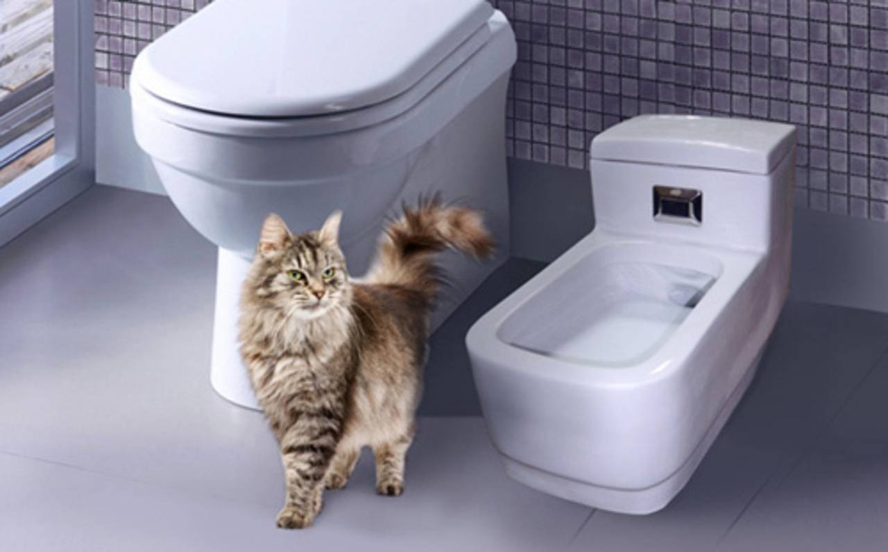 Туалет для кошек самоочищающийся