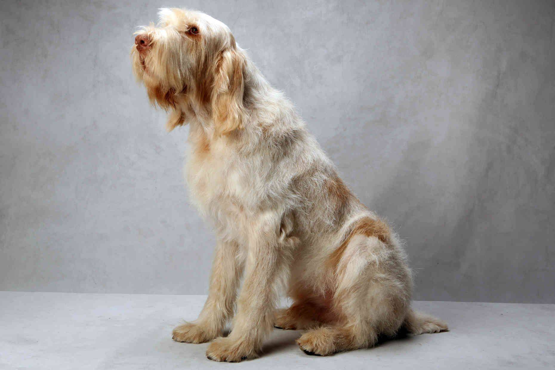Итальянский спиноне: фото и описание внешности и темперамента собаки, особенности содержания