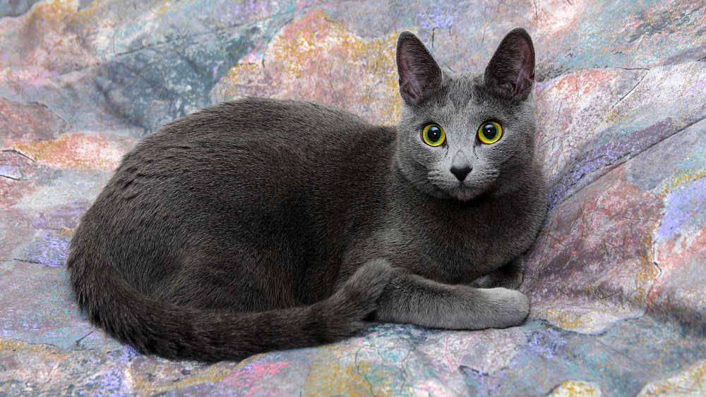 Русская голубая порода кошек – описание и внешний вид, характер и поведение, содержание и кормление