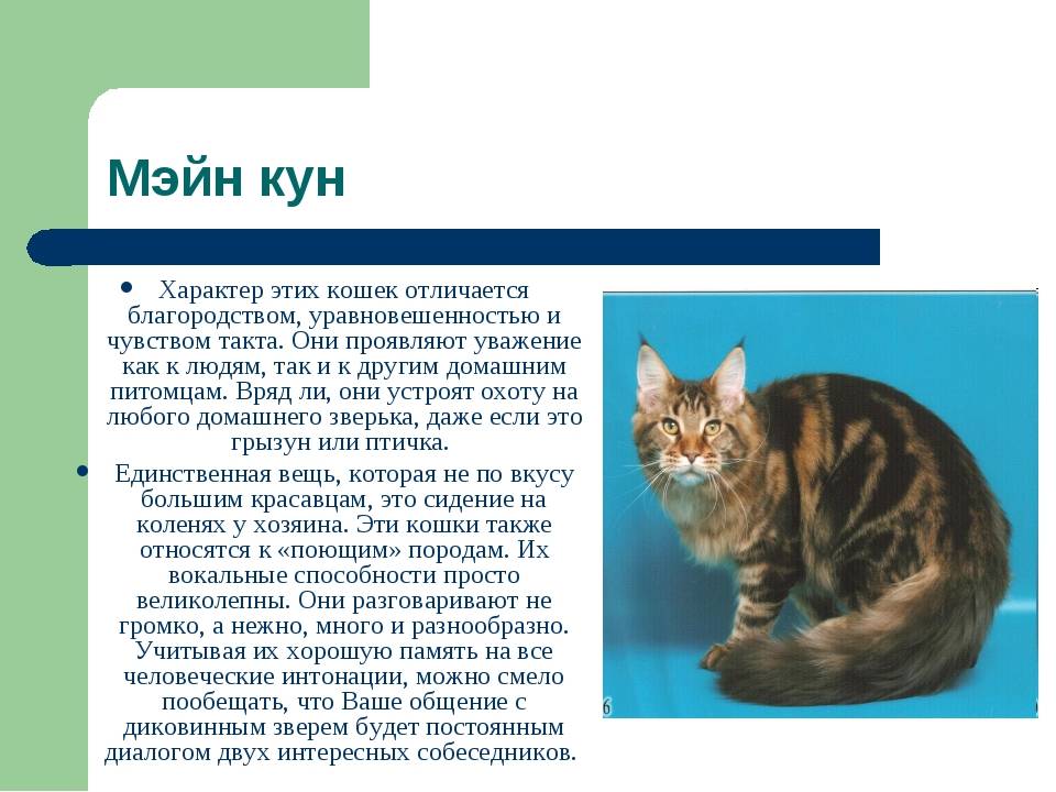 Мейн-кун: порода кошек, описание, фото – соседки