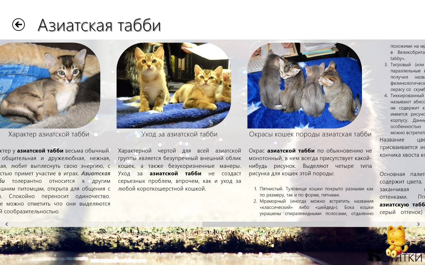 Азиатская кошка: описание и характер породы, ее содержание