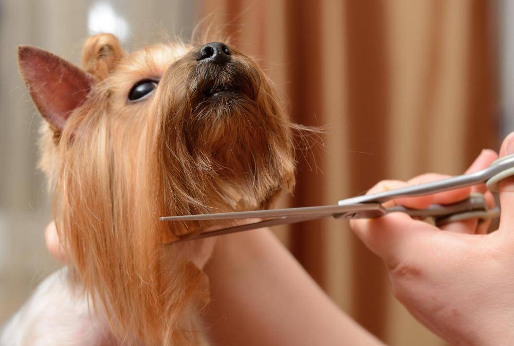 Как называется собачий парикмахер: груминг-студия как бизнес