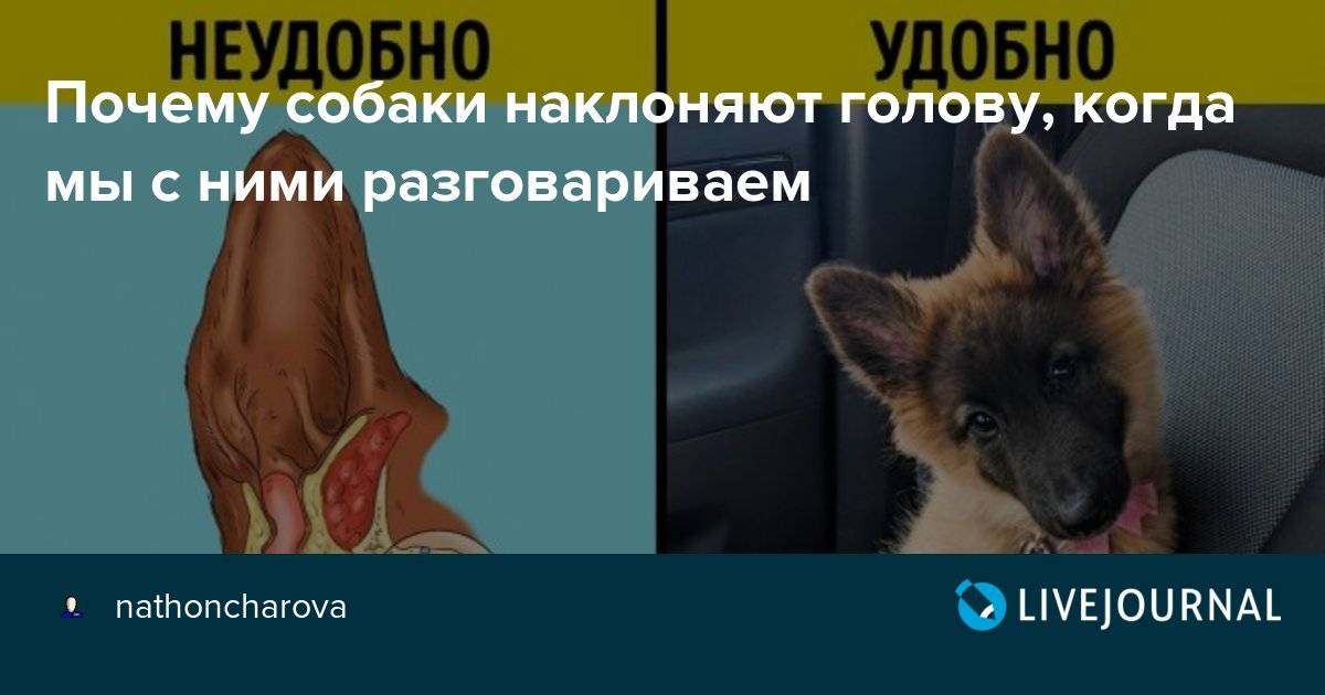 Зачем собаки наклоняют голову, когда слушают хозяина | gafki.ru | яндекс дзен