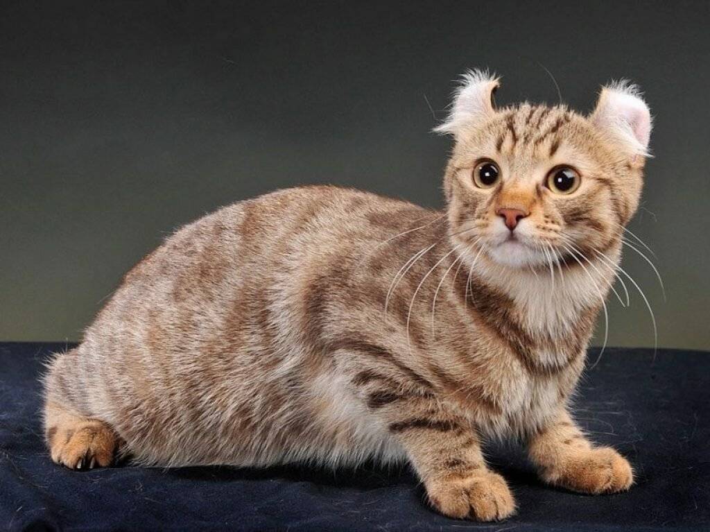 Американская короткошерстная кошка: 95 фото и видео советы по выбору породистой кошки
