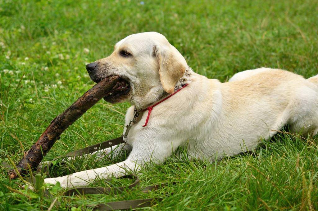 Почему собаки едят экскременты – свои, других псов и человеческий кал, что делать?