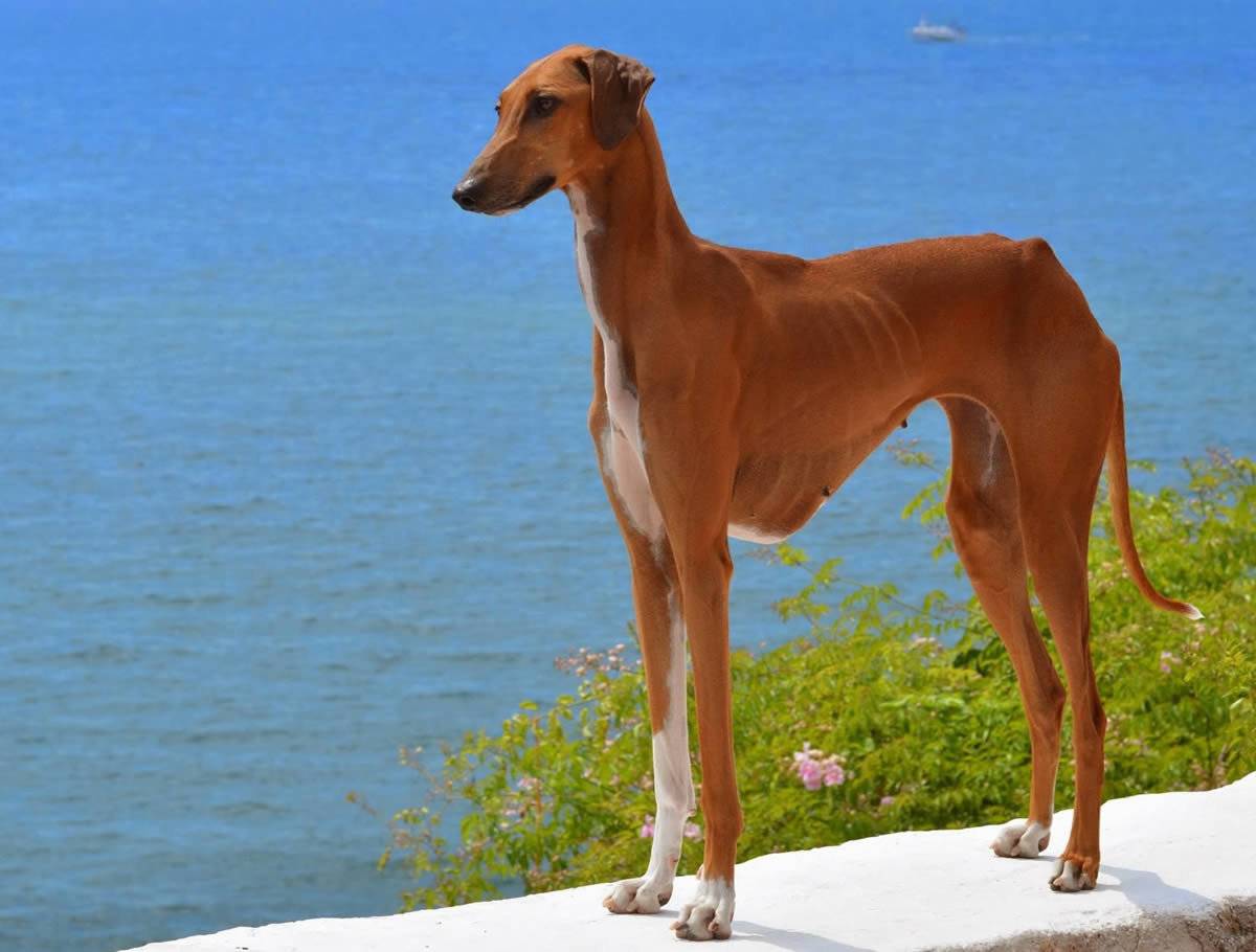 Собака азавак: фото, описание породы