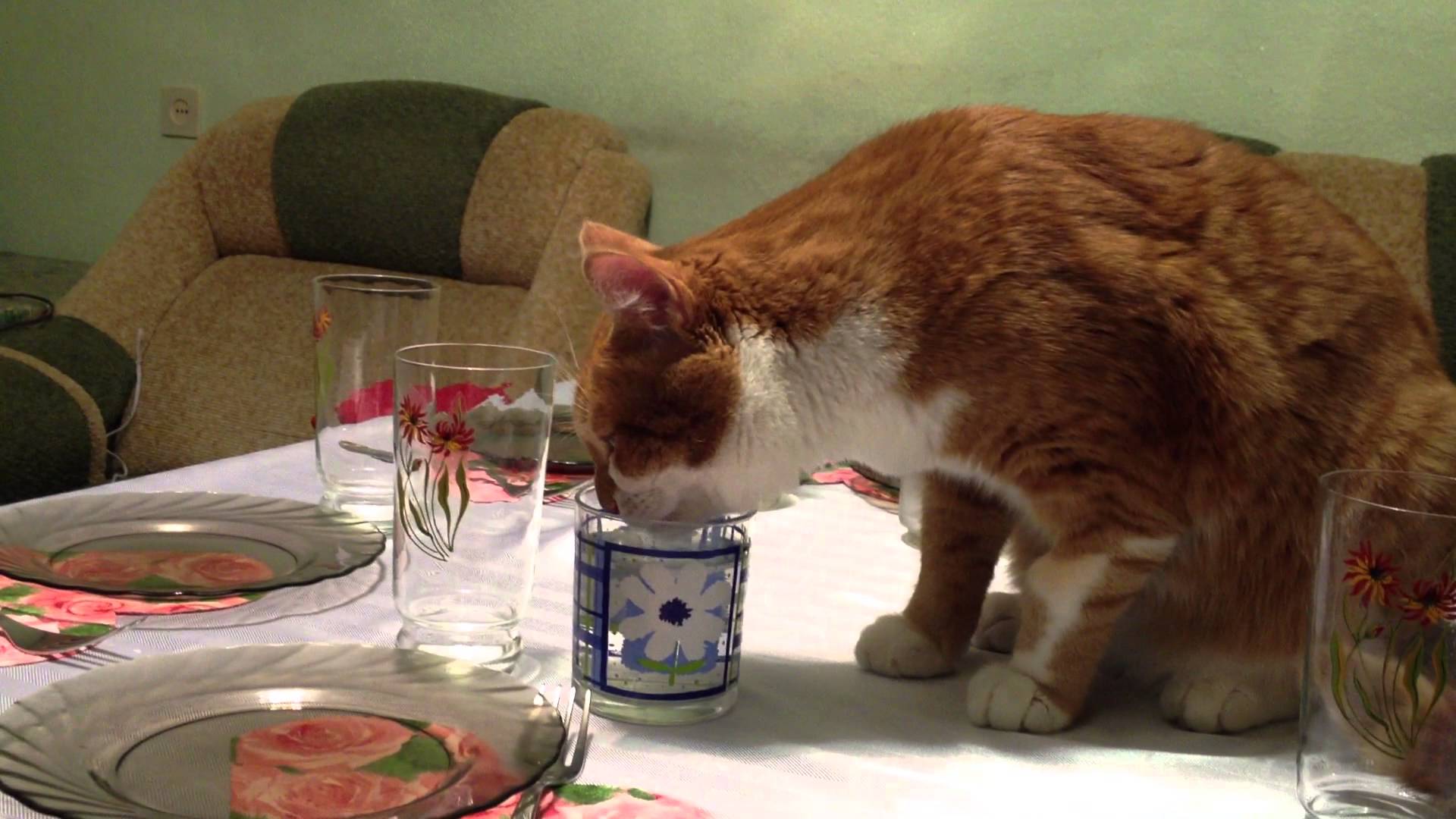 Как отучить кота или кошку лазить на стол: совет специалиста, видео