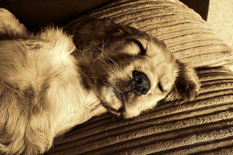 Сколько времени в сутки спят собаки и что на это влияет?