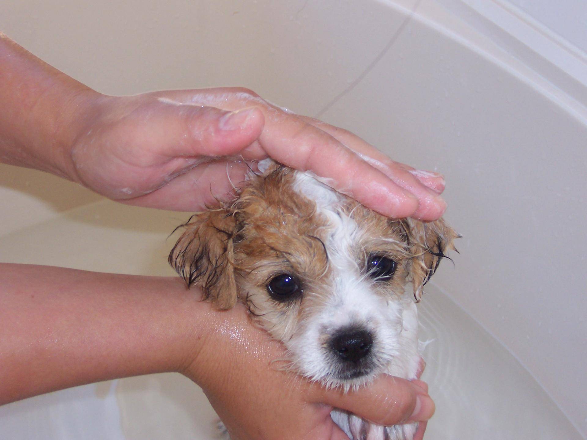 Как часто мыть собаку – советы и рекомендации