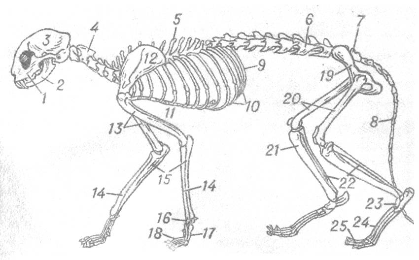 Анатомия собаки - строение скелета, внутренние органы, фото с описаниями | petguru