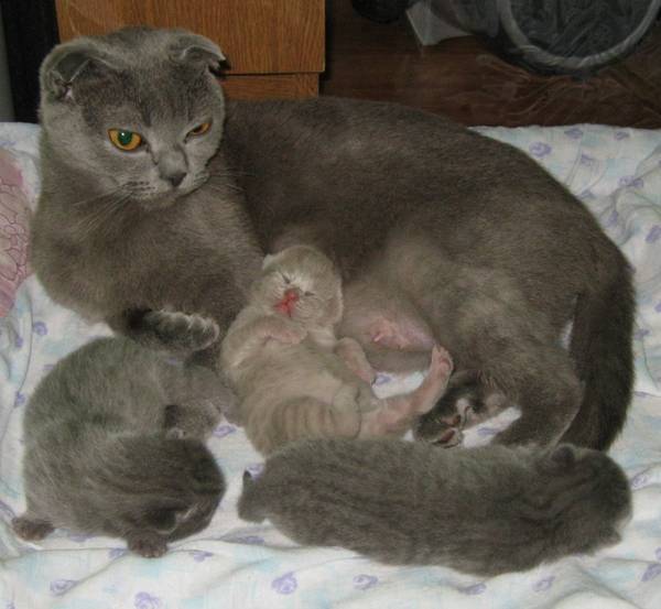 Все о беременности у кошек