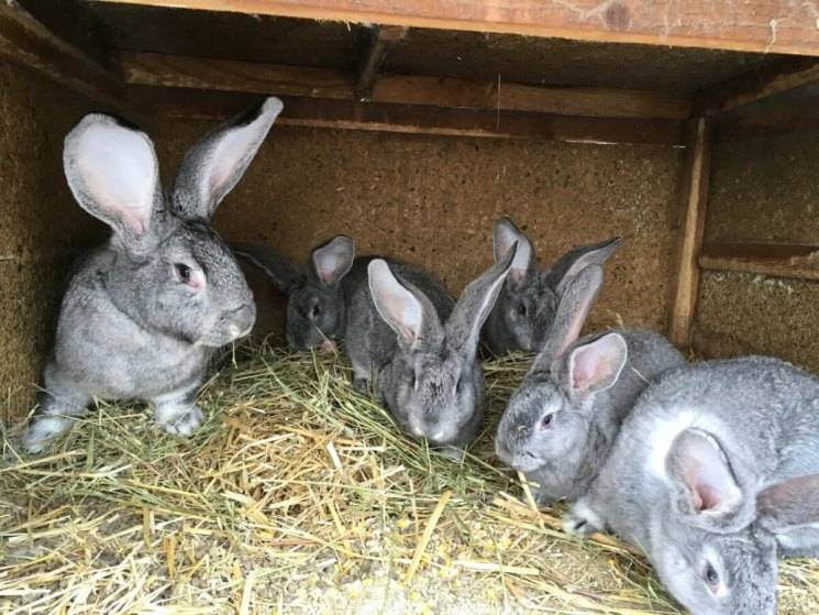 Мясные породы кроликов для домашнего разведения — советы по выбору