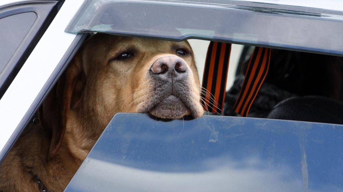 Что делать если собаку укачивает в машине?