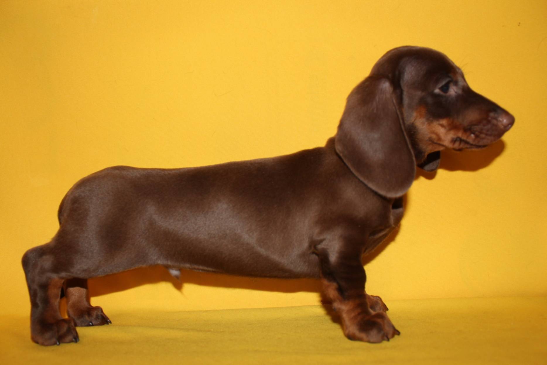 Такса мраморная: как выглядит на фото пятнистая собака и питомец с голубыми глазами, а также как правильно выбрать щенка