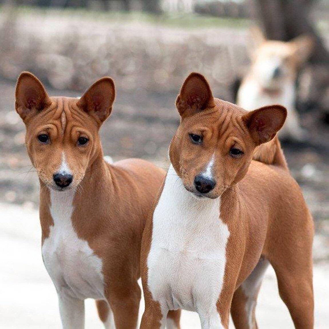 Лучшие тихие породы собак, которые меньше лают | hidogs.ru - породы собак, фото и описание