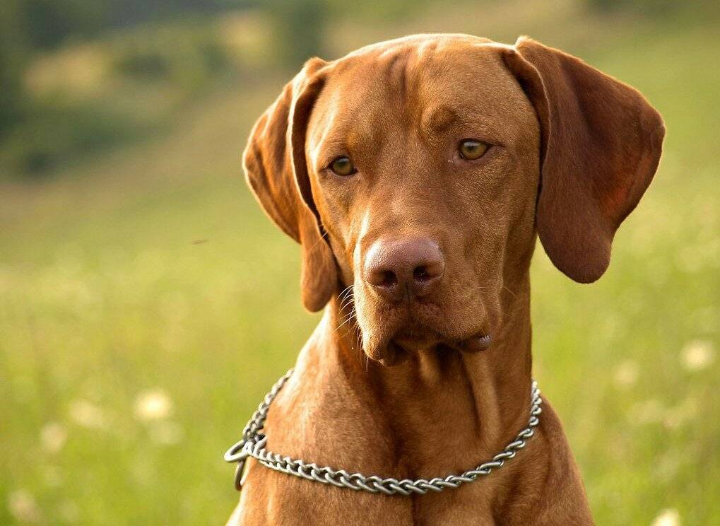 Описание породы собак венгерская выжла с отзывами и фото