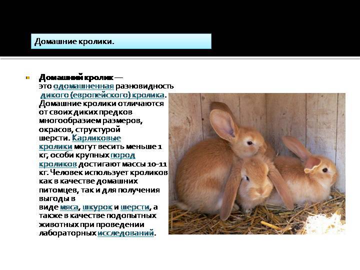 Декоративные кролики: описание пород, уход в домашних условиях