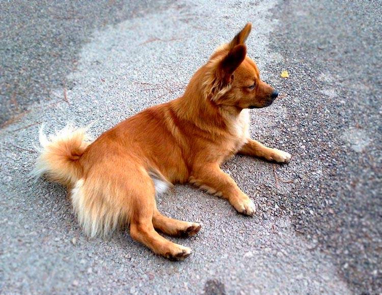 Алопекис – фото собаки, описание породы, цена щенка