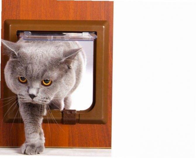 Дверца для кошки в туалетную дверь: варианты дверных проемов