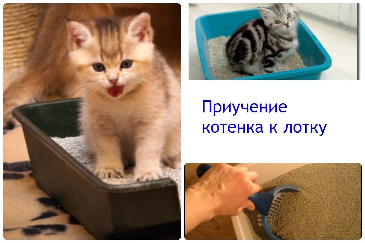 Как приучить котенка к туалету: пошаговая инструкция