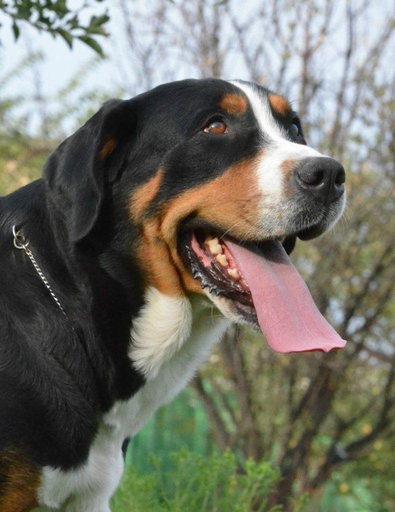 Подробнейший обзор породы собак: энтлебухер зенненхунд
