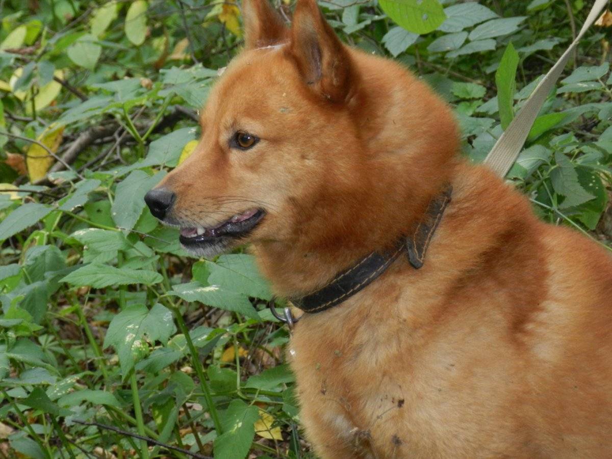Карело-финская лайка: описание щенков и взрослых особей, характер собак