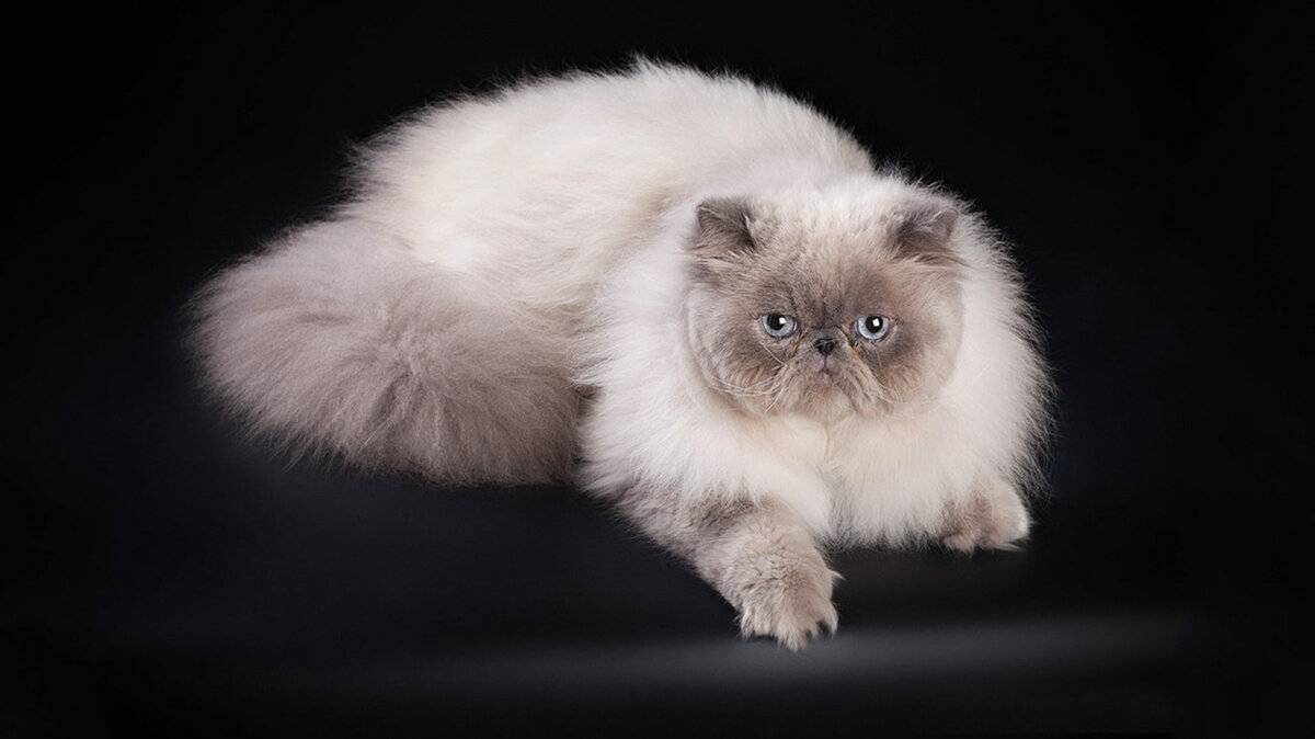 Гималайская кошка: описание характера, уход, фото, цена
