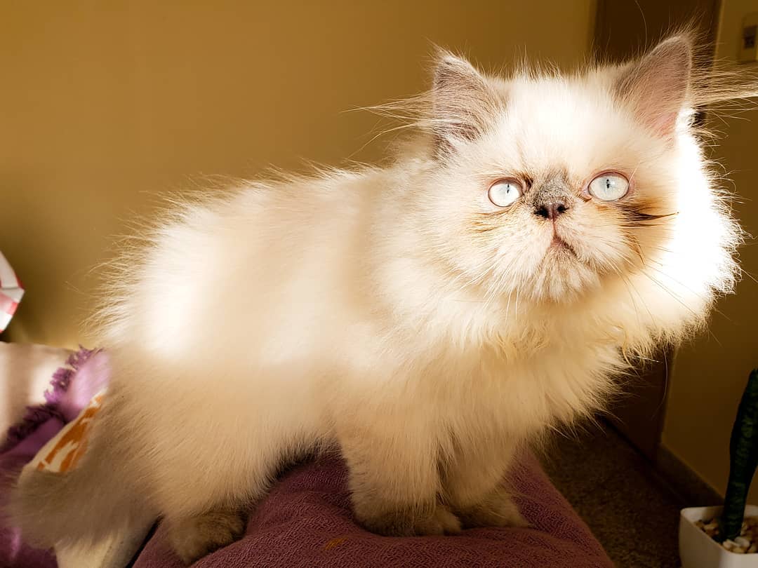 Гималайская кошка - характер, внешность, особенности породы, фото, содержание, рекомендации + отзывы