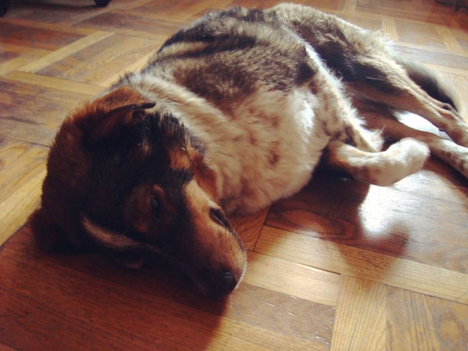 Приют для собак в москве и московской области. подарите жизнь другу