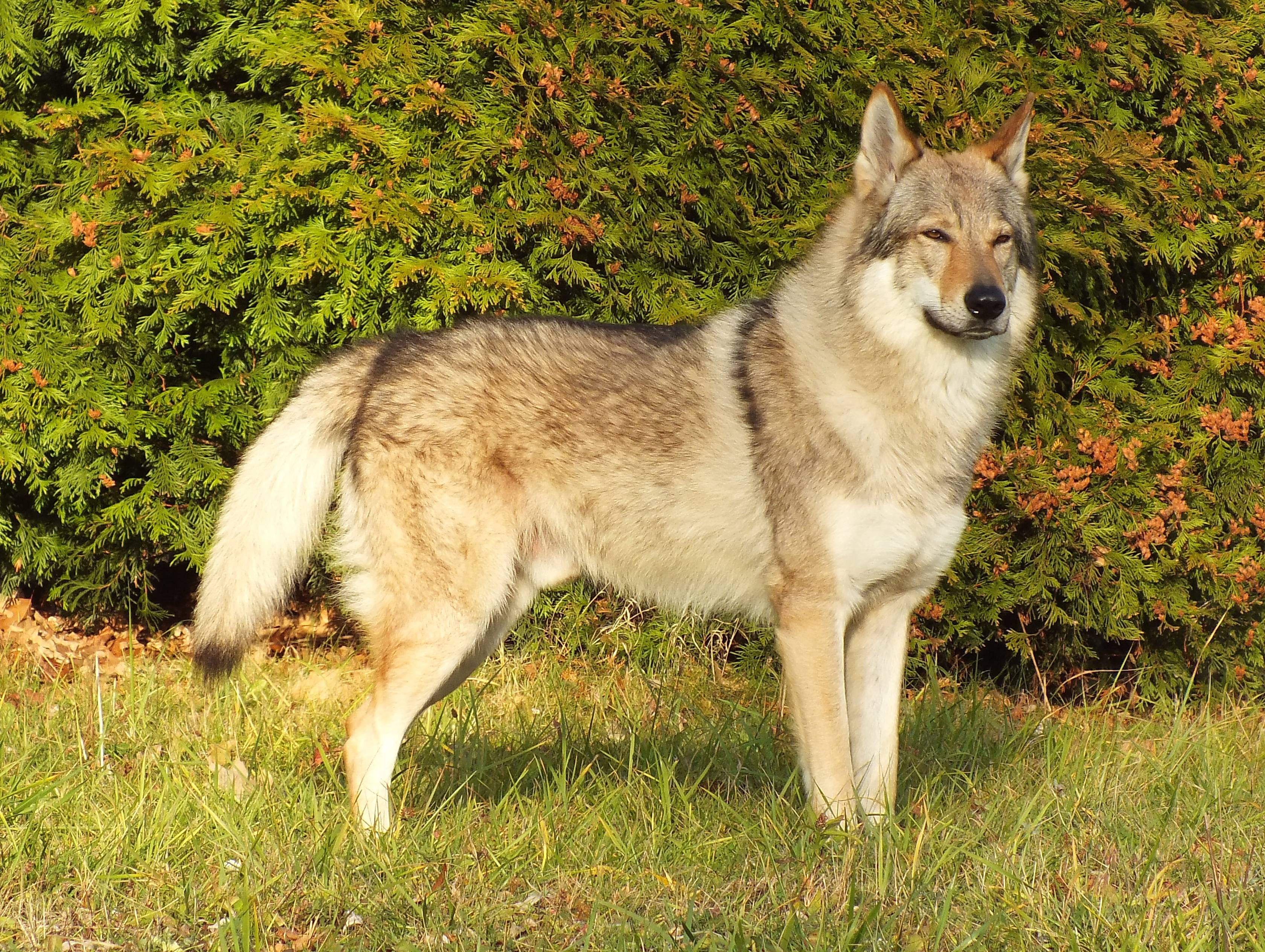 Чехословацкая волчья собака: прекрасный охранник и верный друг
