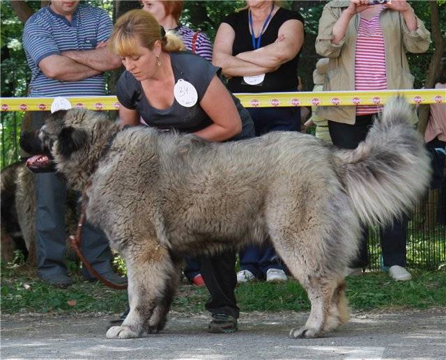 Кавказская овчарка: характеристика породы, происхождение, воспитание собаки и уход за ней