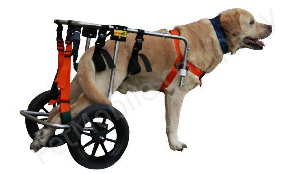 Коляска для собак: обзор инвалидных и прогулочных вариантов