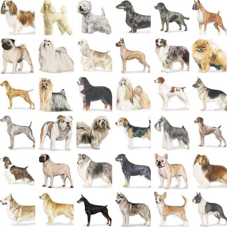 Какие существуют собаки средних размеров: список и описание пород