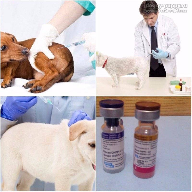 Нужно ли глистогонить и кормить собаку перед прививкой - график вакцинации собак